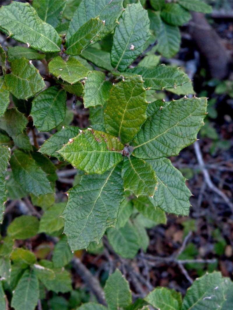 Quercus hypoxantha photo 3