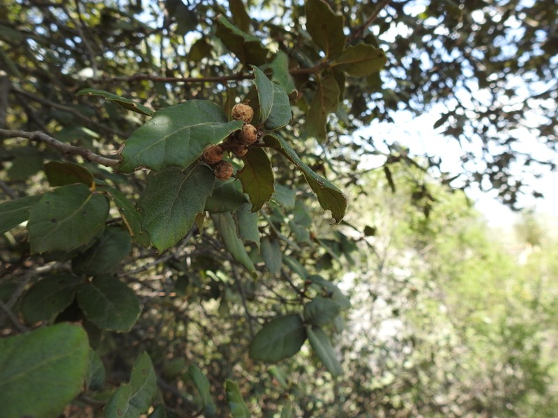 Quercus hypoxantha photo 4