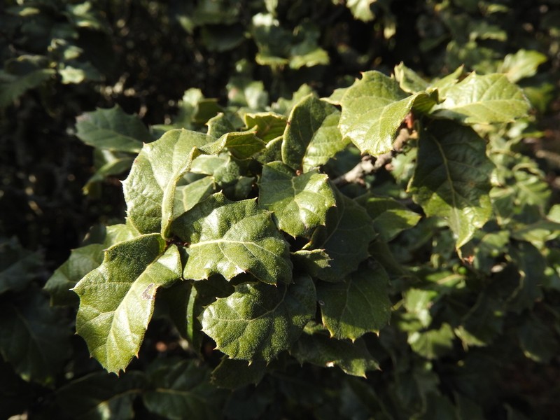 Quercus hypoxantha photo 5