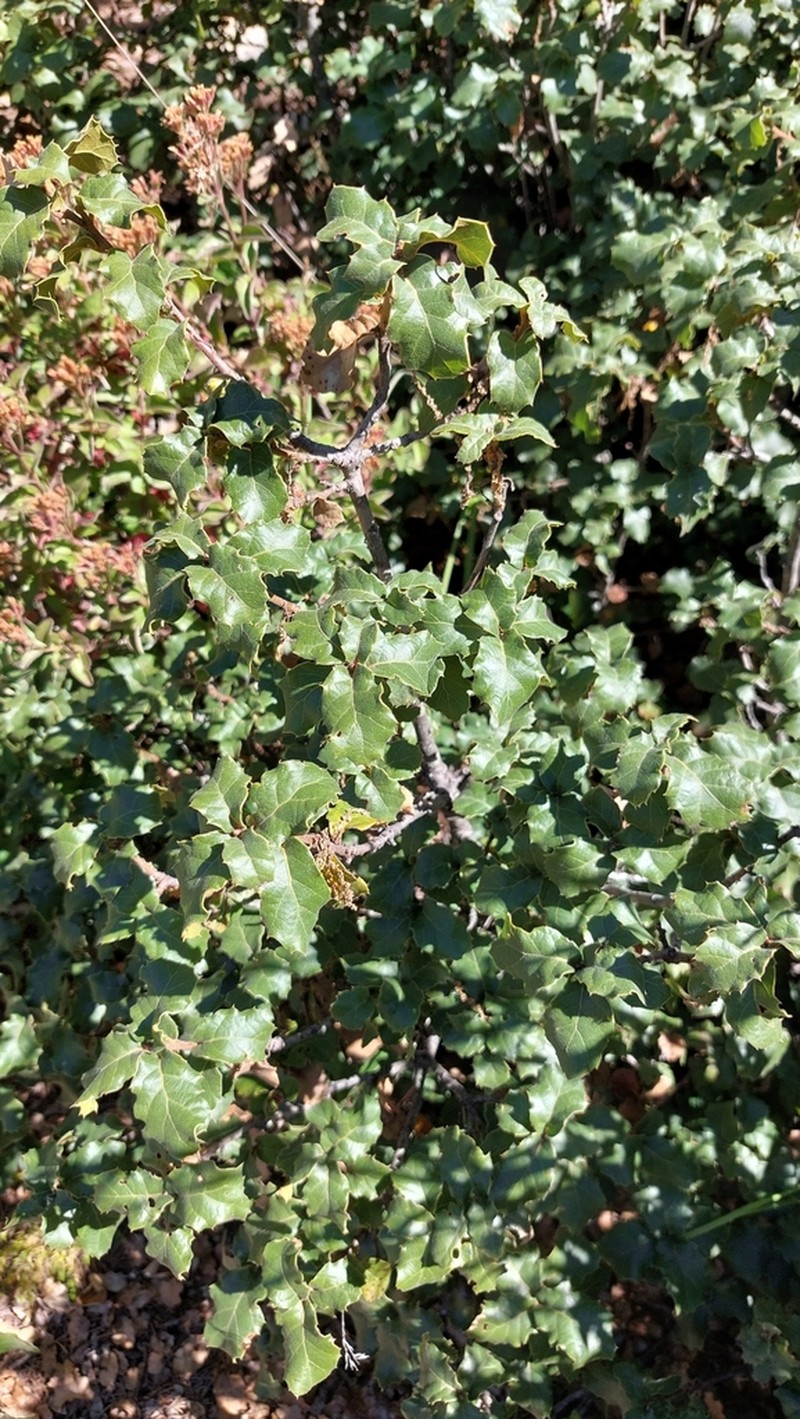 Quercus hypoxantha photo 6