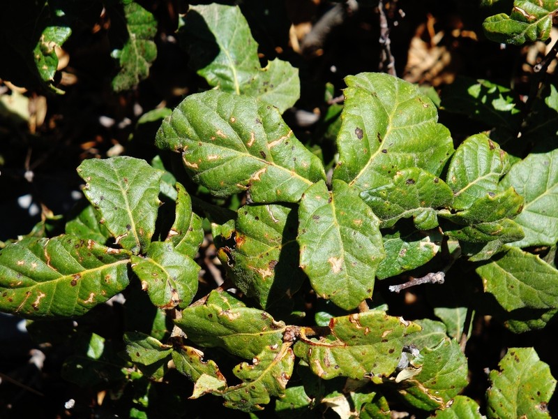 Quercus hypoxantha photo 7