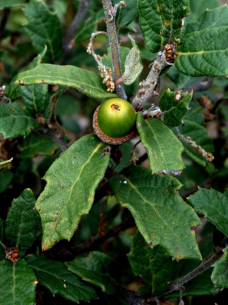 Quercus hypoxantha photo 8