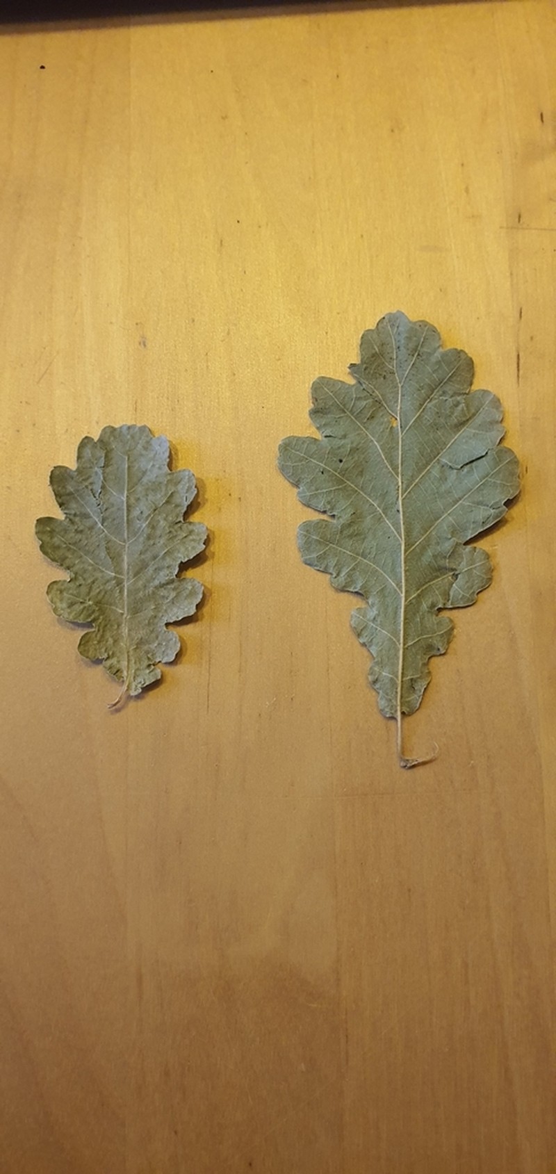 Quercus ichnusae