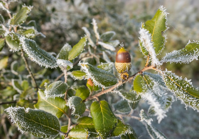 Holly Oak photo 5