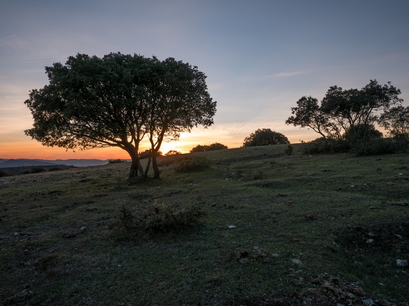 Holly Oak photo 3