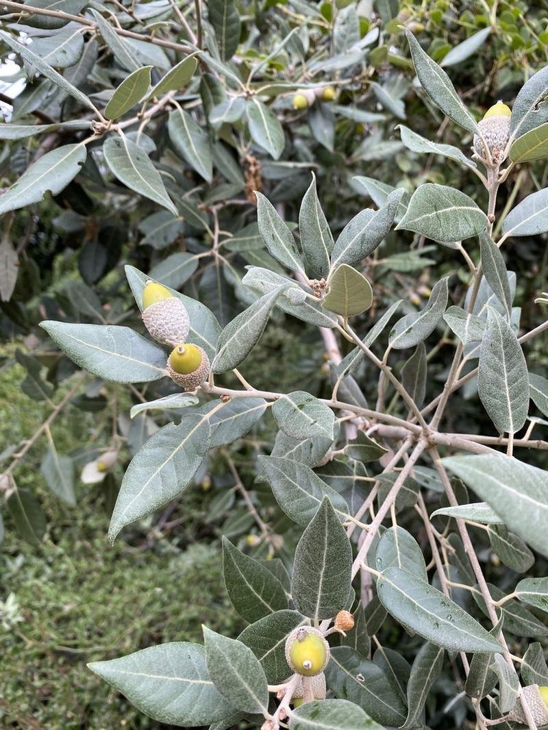 Holly Oak photo 4