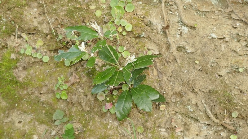 Holly Oak photo 7