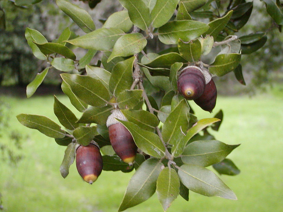 Holly Oak photo 6