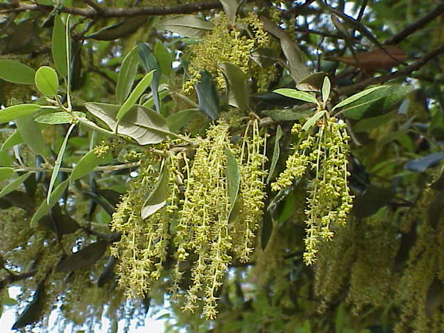Holly Oak photo 7