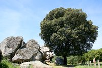 Holly Oak