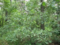 Bear Oak