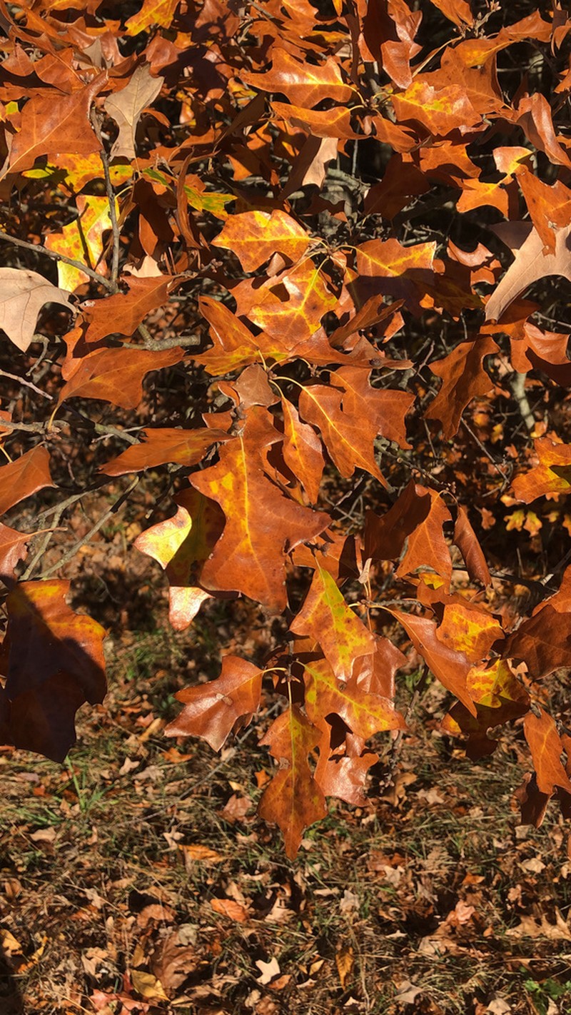 Bear Oak photo 2
