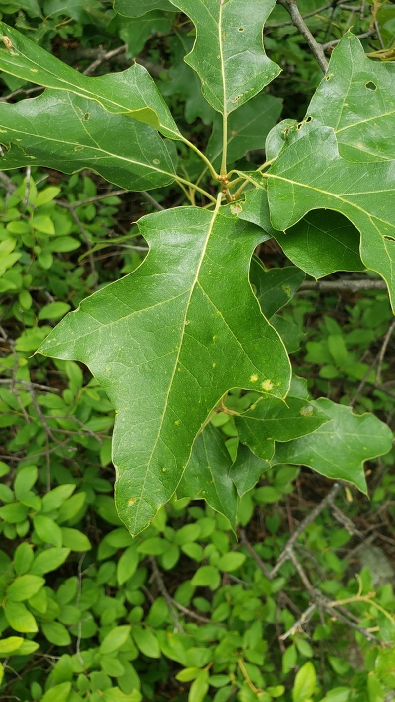 Bear Oak photo 4