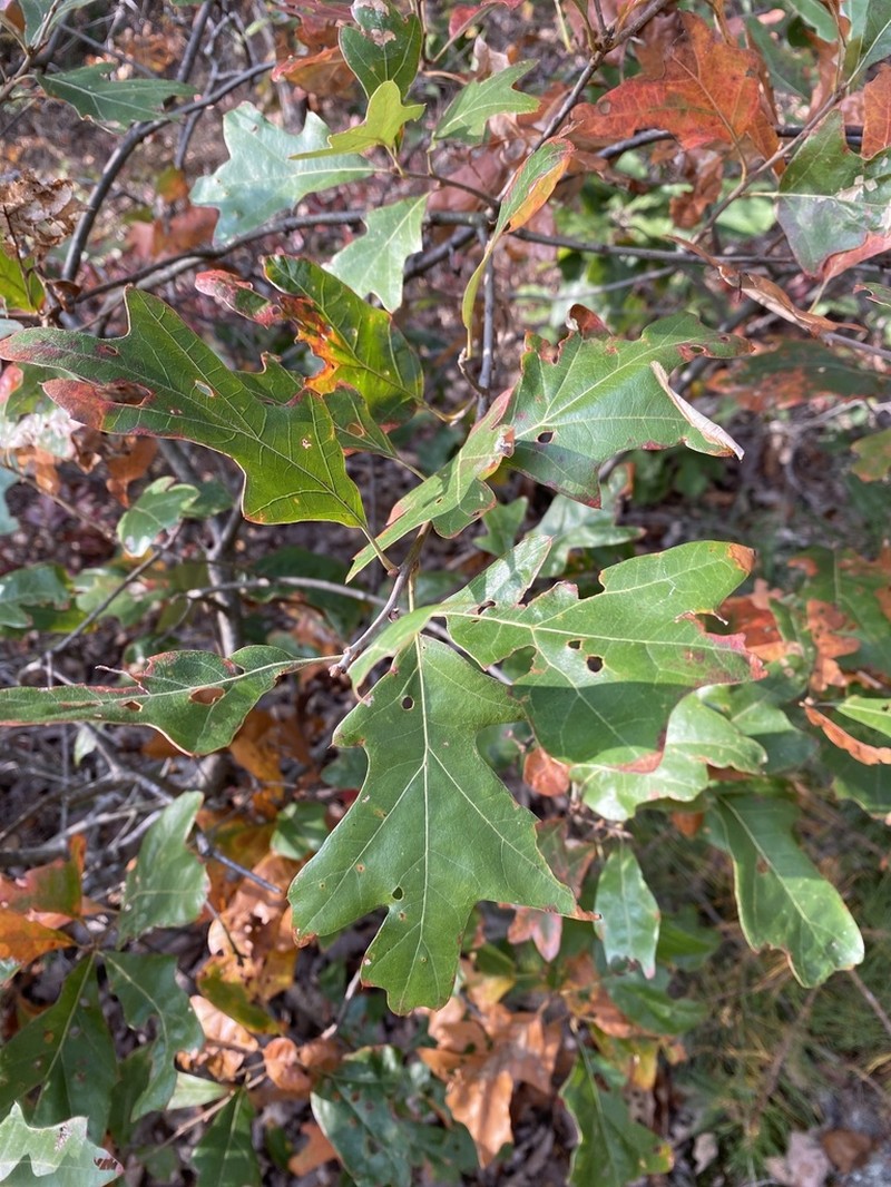 Bear Oak photo 6