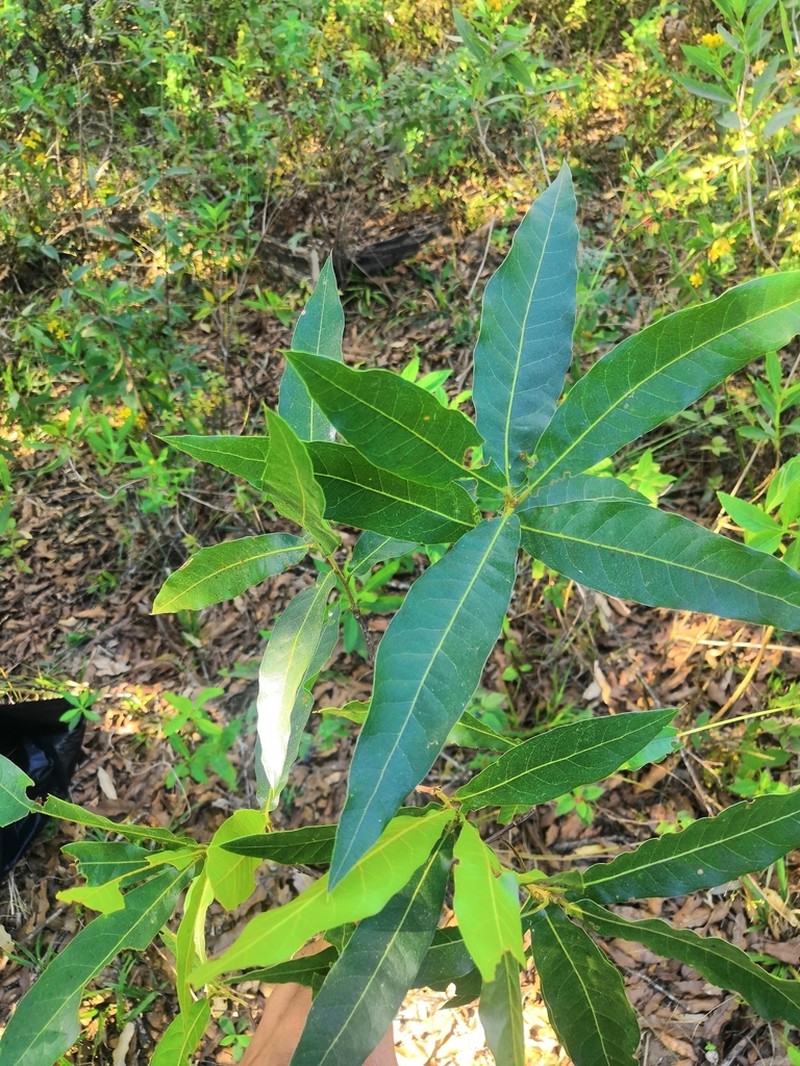 Quercus iltisii photo 2