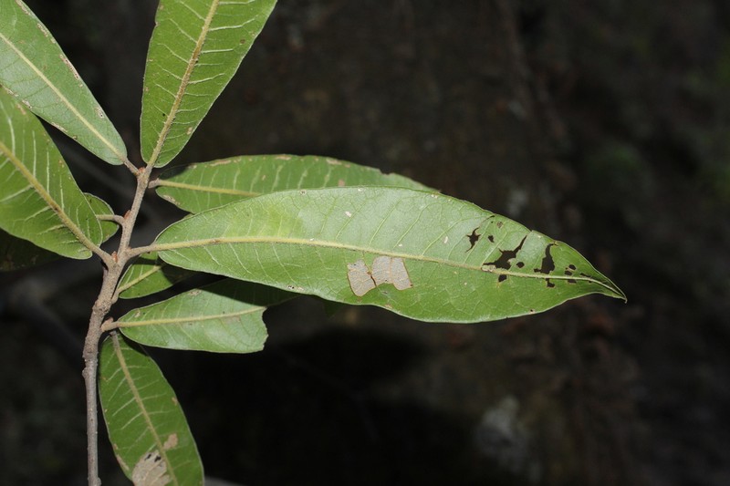 Quercus iltisii photo 3