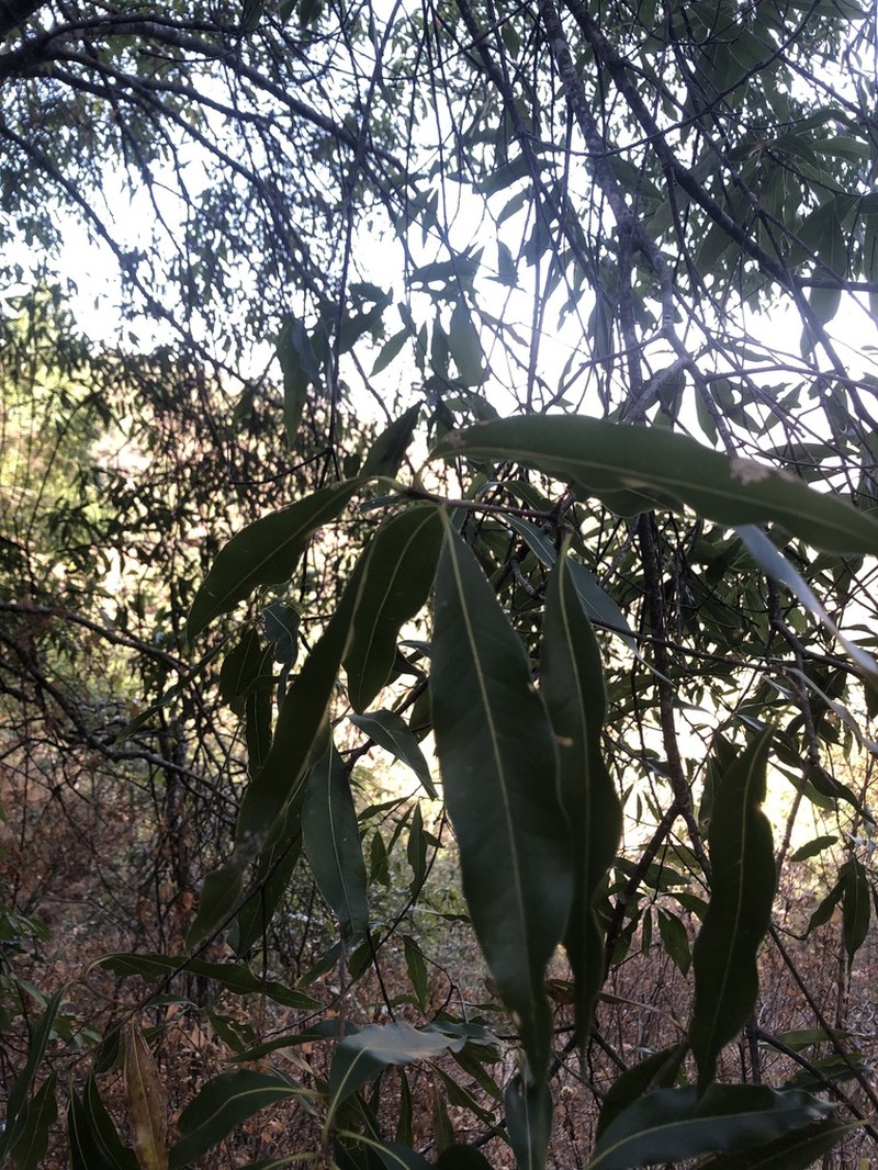 Quercus iltisii photo 4