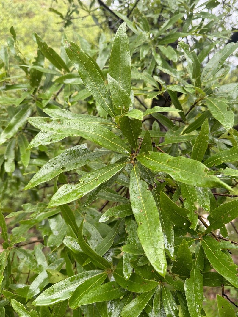 Quercus iltisii photo 5