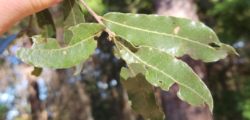 Quercus iltisii photo 6