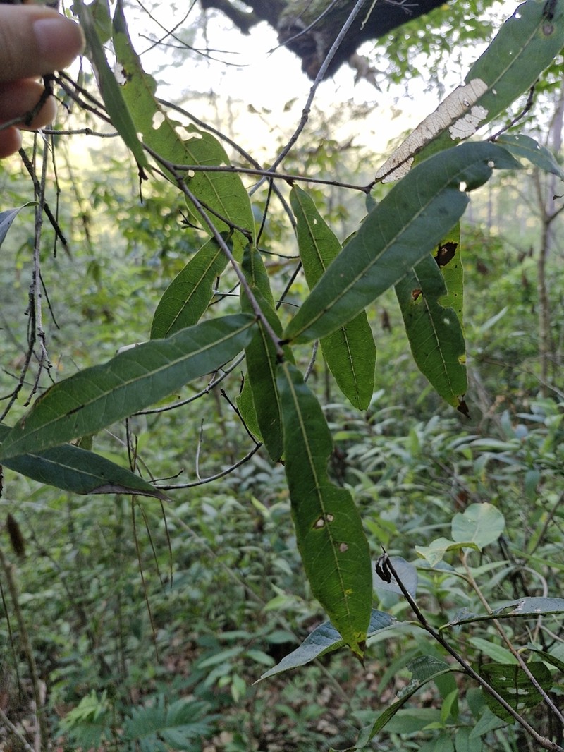 Quercus iltisii photo 7