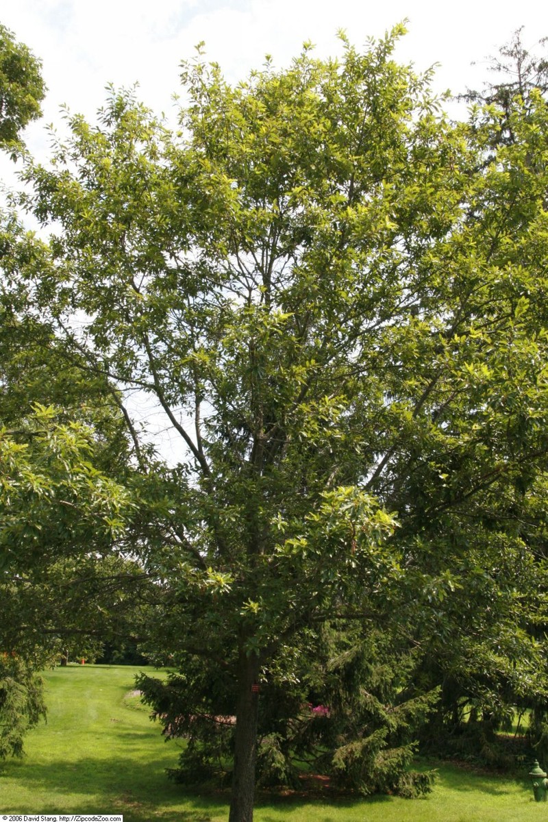 Shingle Oak photo 4