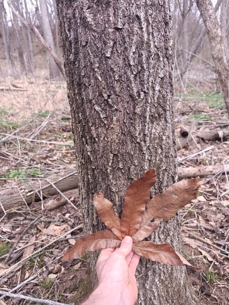 Shingle Oak photo 3