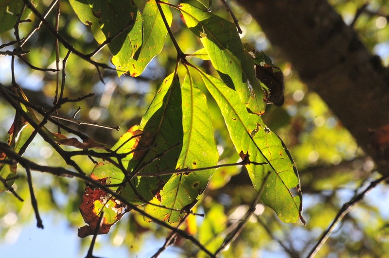 Shingle Oak photo 4