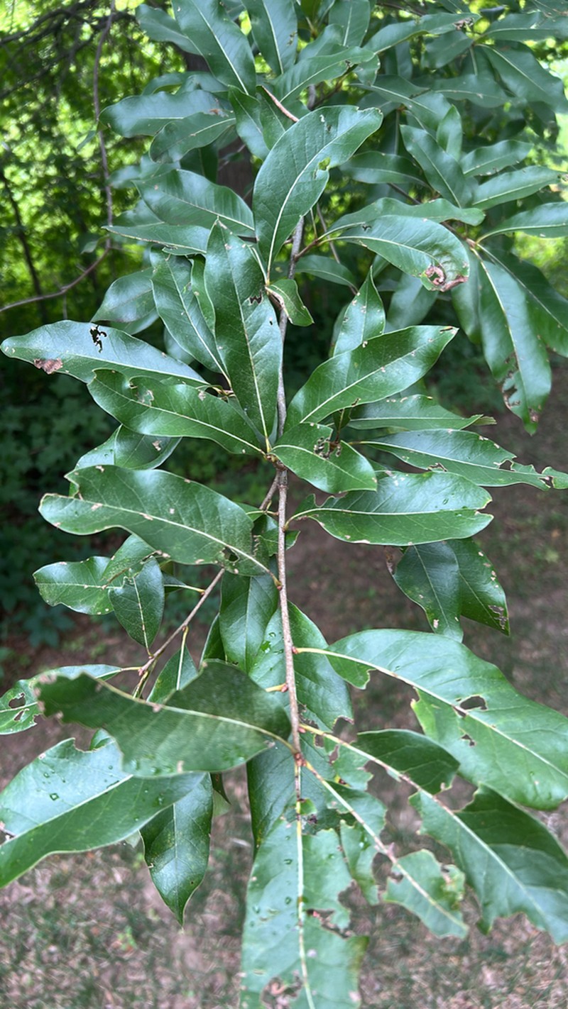 Shingle Oak photo 6