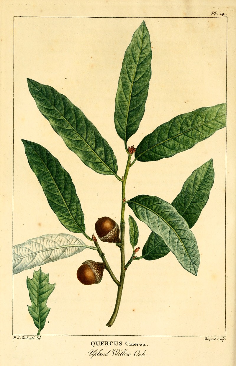 Bluejack Oak