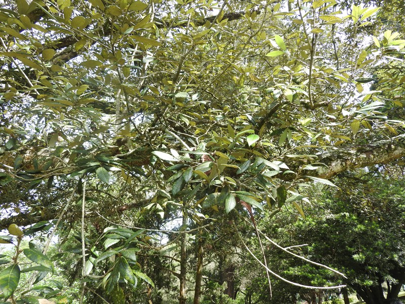 Bluejack Oak photo 3