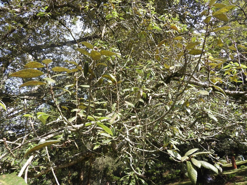 Bluejack Oak photo 4