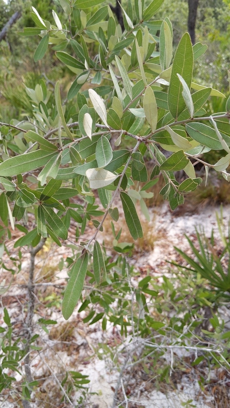 Bluejack Oak photo 3