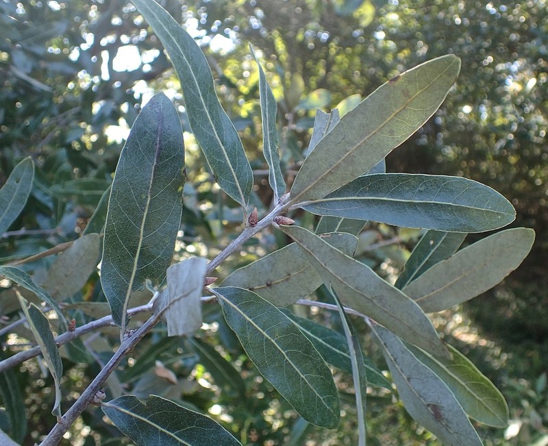 Bluejack Oak photo 5