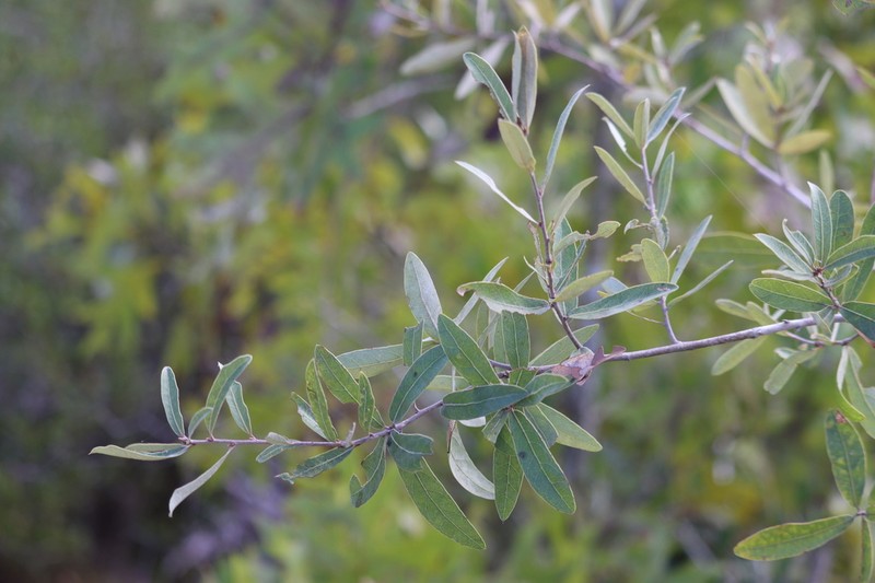 Bluejack Oak photo 6