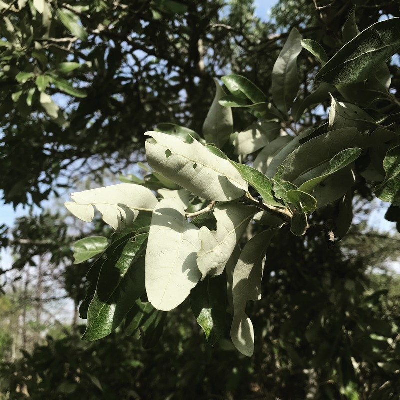 Bluejack Oak photo 7
