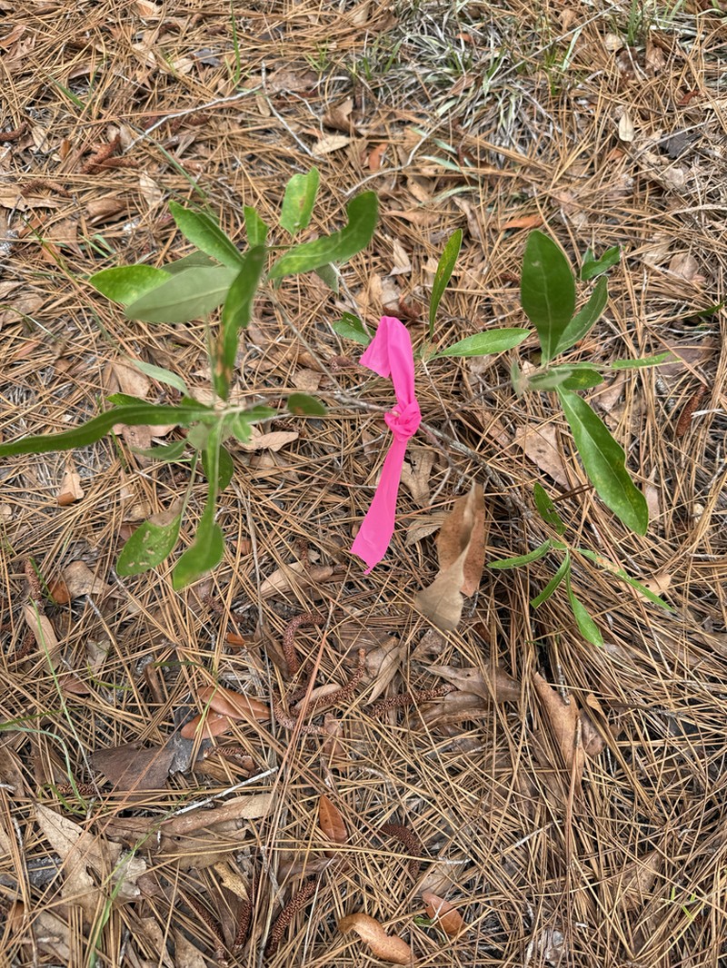 Bluejack Oak photo 8