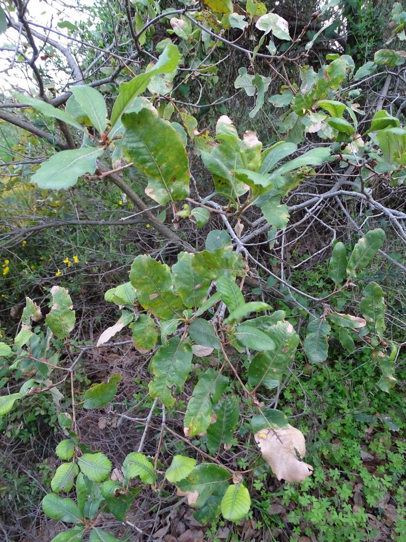 Aleppo Oak photo 2
