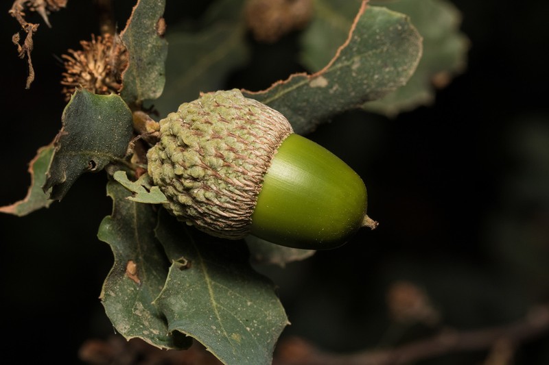 Aleppo Oak photo 4