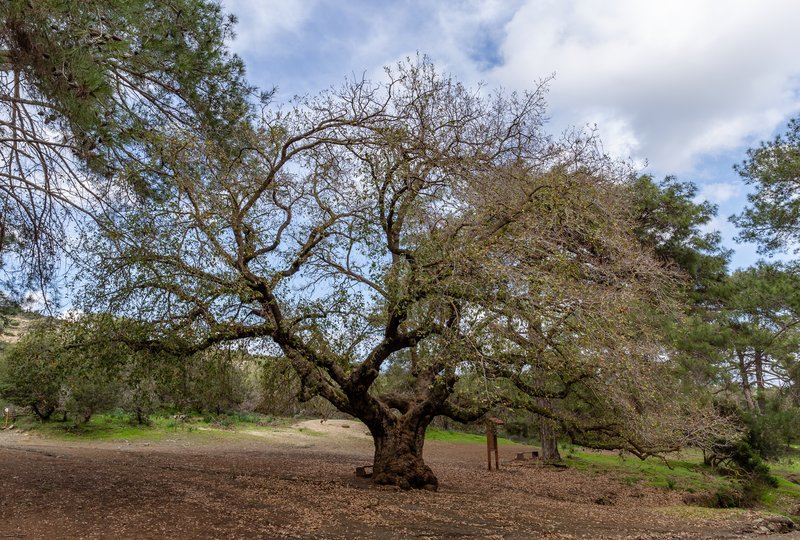 Aleppo Oak