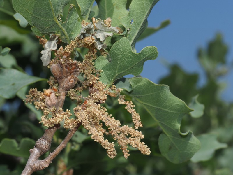 Quercus infectoria subsp. infectoria