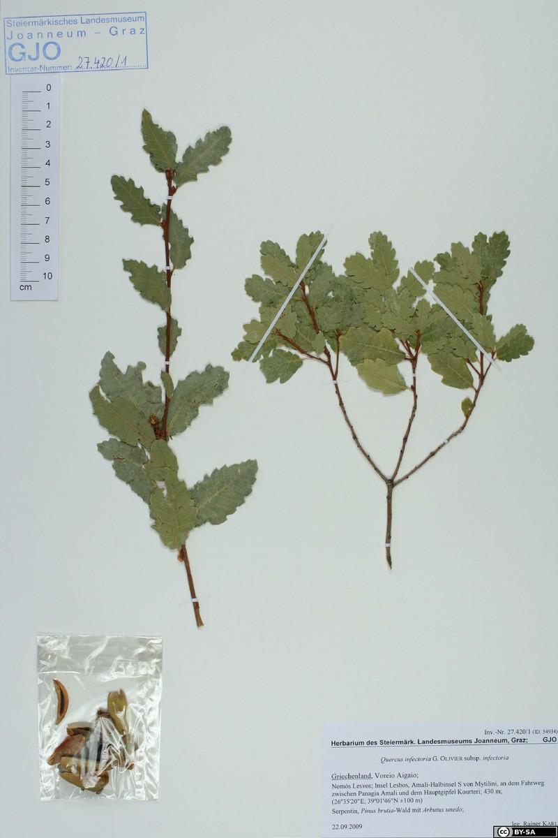 Quercus infectoria subsp. infectoria photo 2