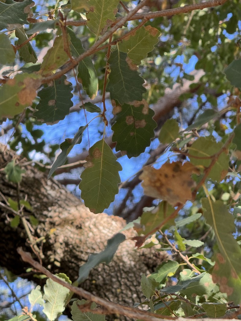 Quercus infectoria subsp. veneris