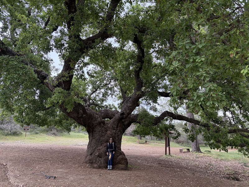 Quercus infectoria subsp. veneris photo 2