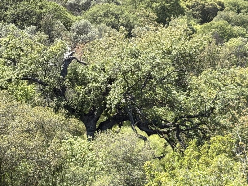 Quercus infectoria subsp. veneris photo 3