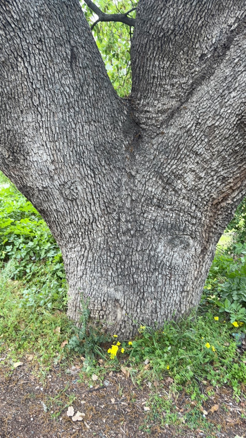 Quercus infectoria subsp. veneris photo 4