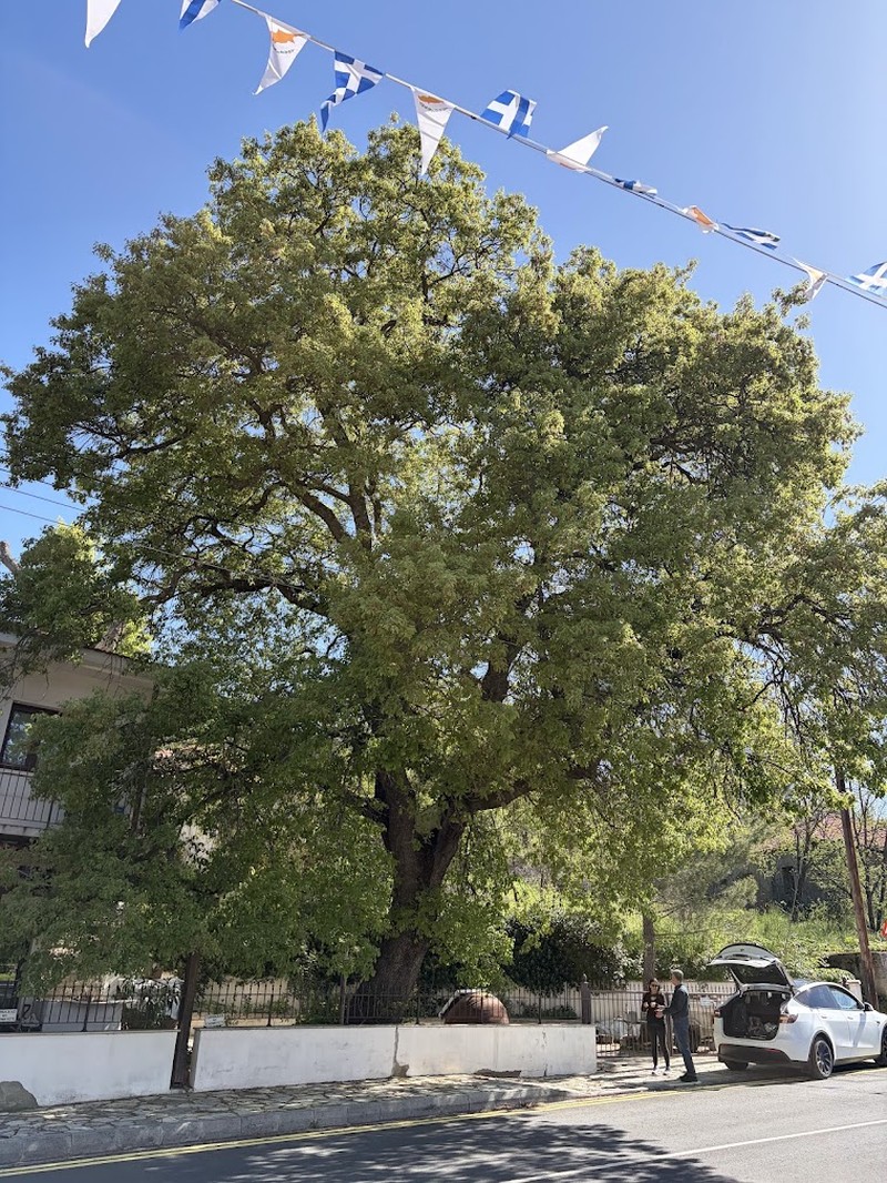 Quercus infectoria subsp. veneris photo 5