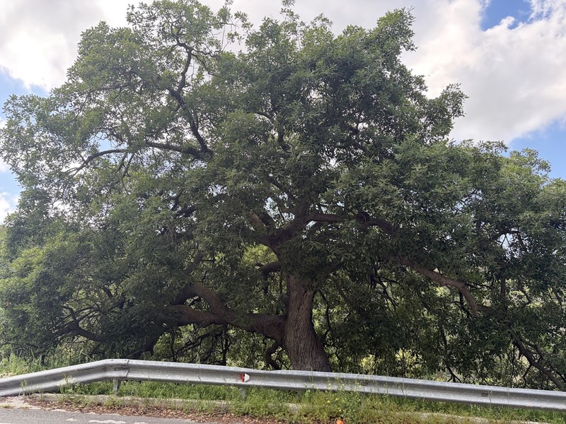 Quercus infectoria subsp. veneris photo 7