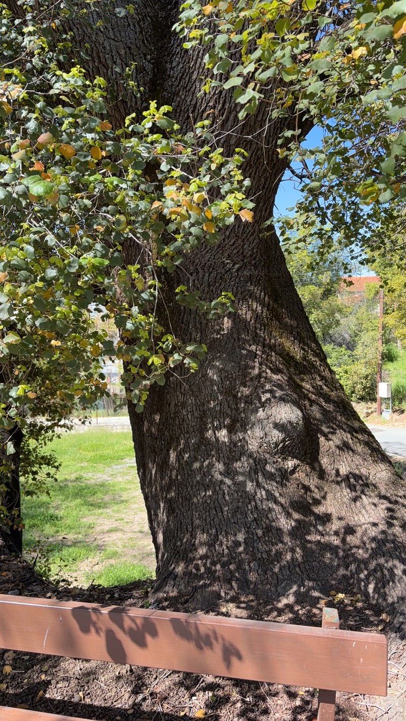 Quercus infectoria subsp. veneris photo 8