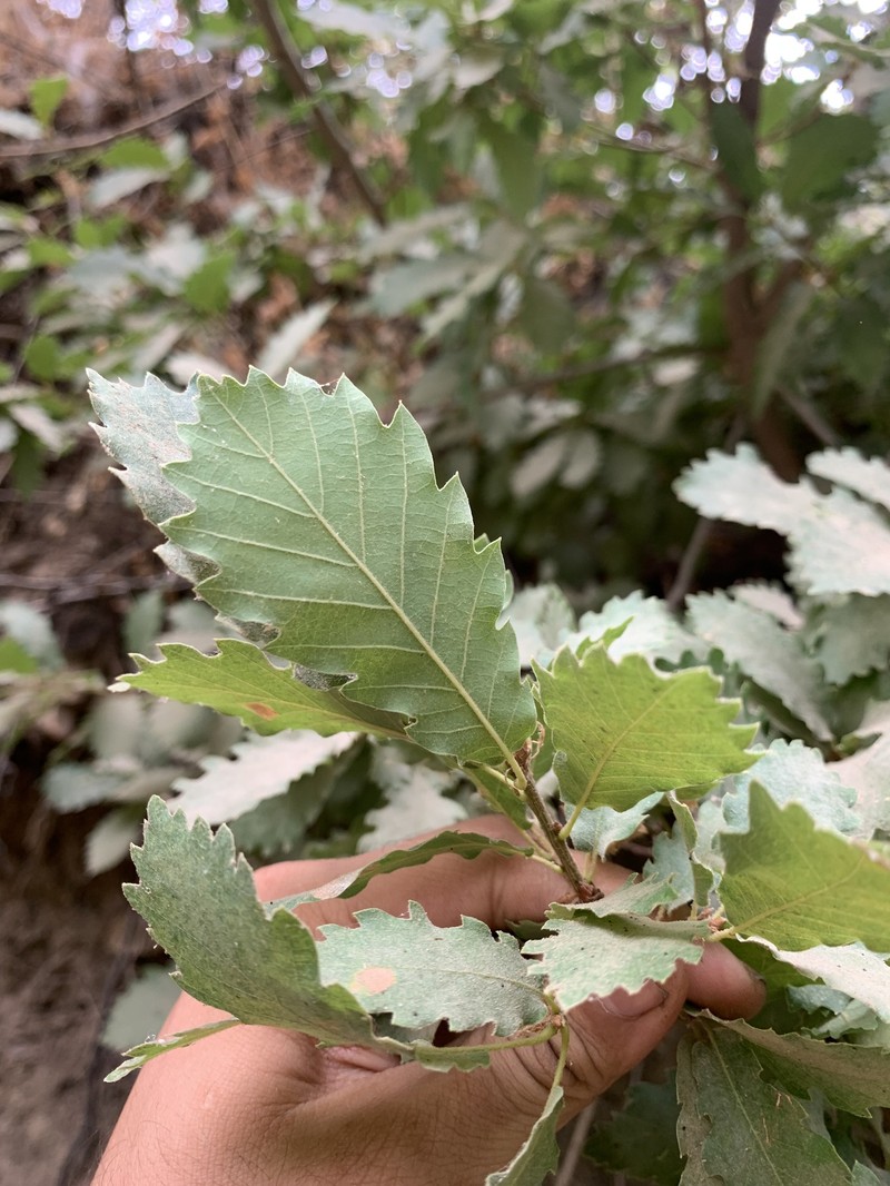 Quercus infectoria var. tenuicarpa