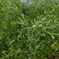 Sandhill Oak